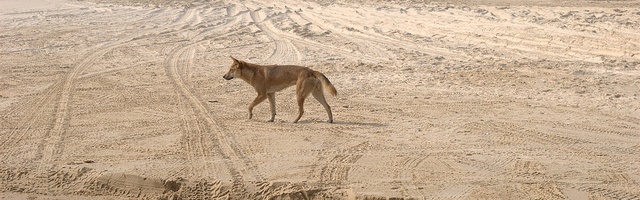 Discover Fraser Island in 2 Days with Cool Dingo Tours