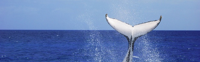 Winter Whale Watching with the Spirit of Hervey Bay