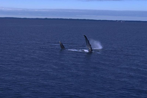 Hervey Bay, whale watching