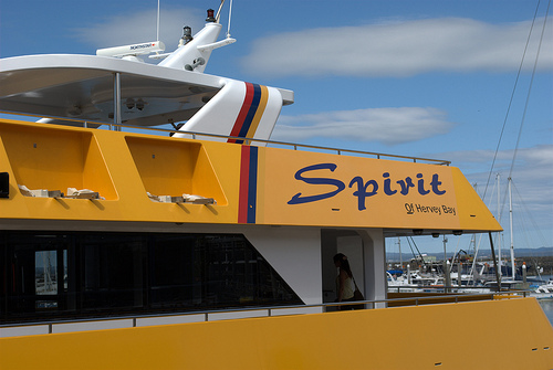 Spirit of Hervey Bay, whale watching