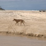 Dingo on Fraser Island | Australia