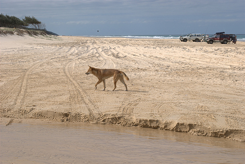 Dingo on Fraser Island | Australia