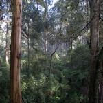 Melbourne Day Trips: Dandenong Ranges & Ballarat