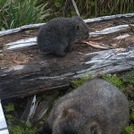 Australia Road trip: 2 weeks in Tasmania